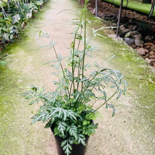 DƯƠNG XỈ PHỤNG TIÊN