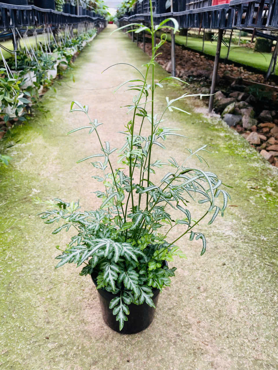 Ảnh chính DƯƠNG XỈ PHỤNG TIÊN