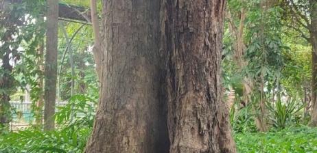 CÂY GIÁNG HƯƠNG QUẢ TO