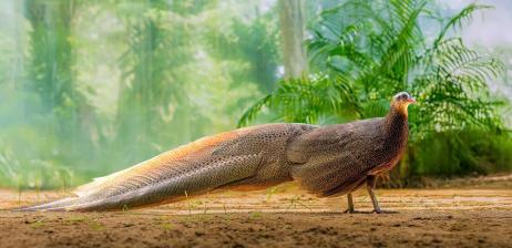 CÙNG THẢO CẦM VIÊN SÀI GÒN CHUNG TAY  BẢO TỒN ĐỘNG VẬT HOANG DÃ